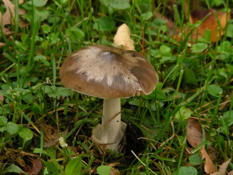 Volvariella gloiocephala